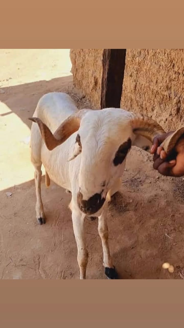 Afrika'da Adak, akika, sadaka, ruhuna, şifa ve şükür kurbanları